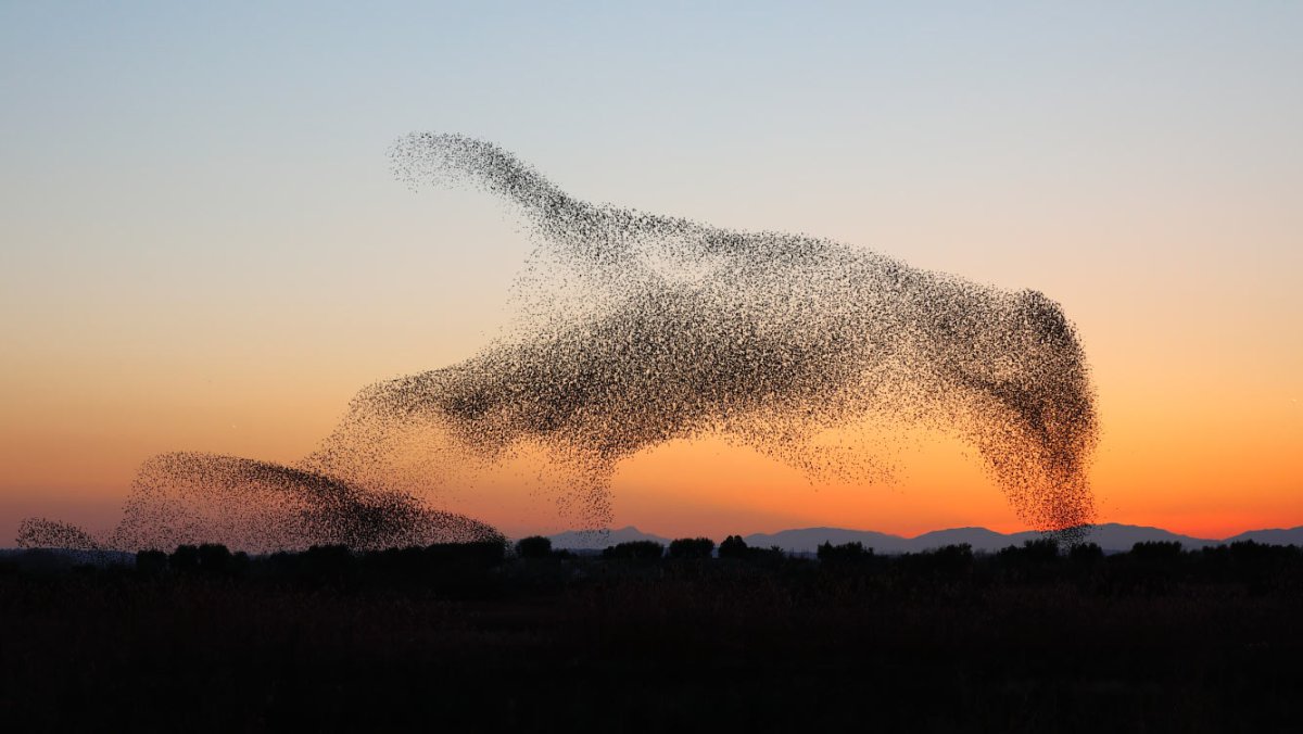 Стаи Скворцов мурмурация