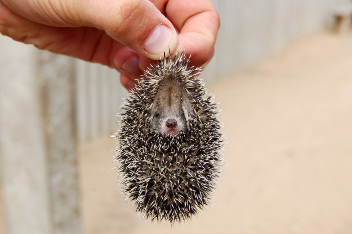 Маленький Ёжик