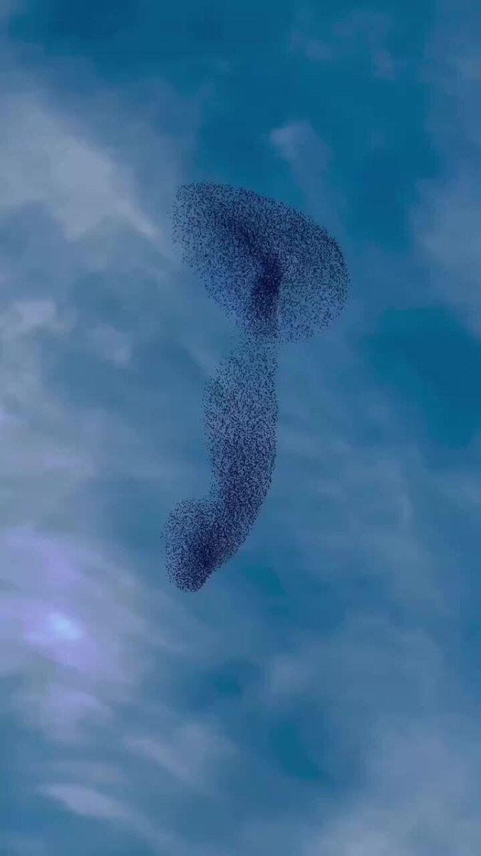 Мурмурация птиц