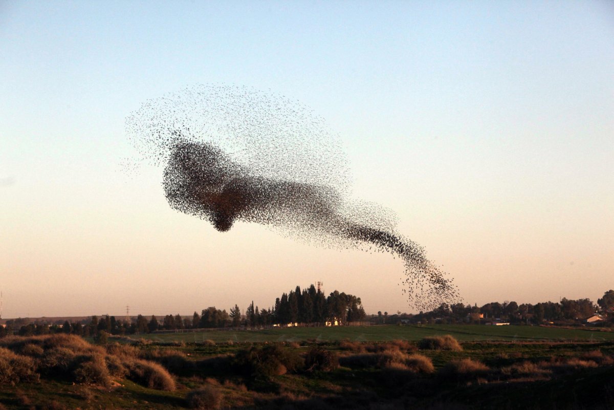 Черное солнце Дании