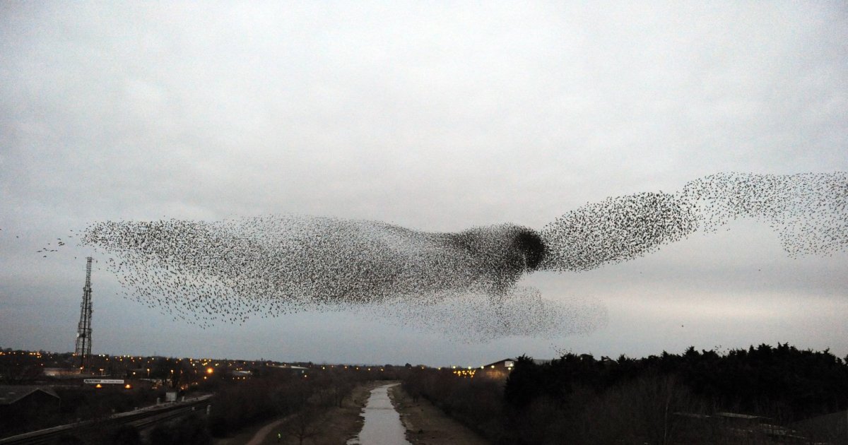 Мурмурация Скворцов