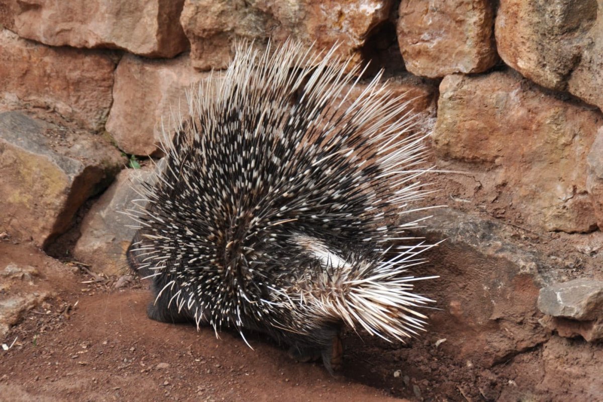 Цепкохвостый Дикобраз
