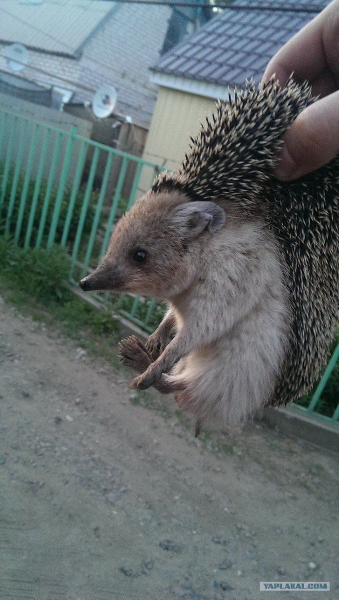 Ежика держат за шкирку