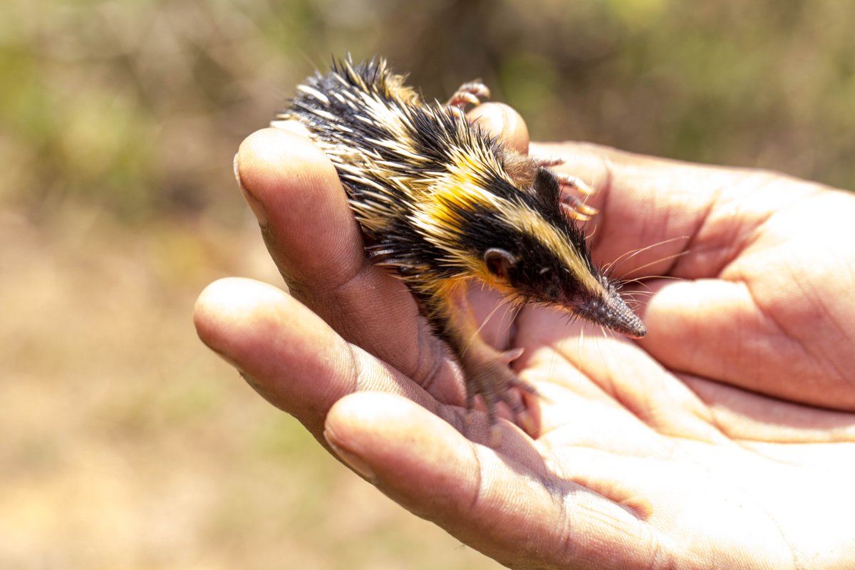 Мадагаскарский тенрек