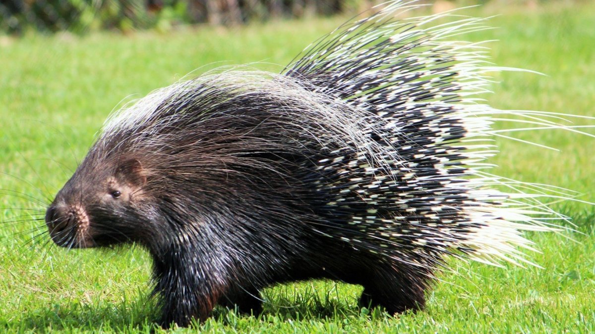 Гребенчатый Дикобраз