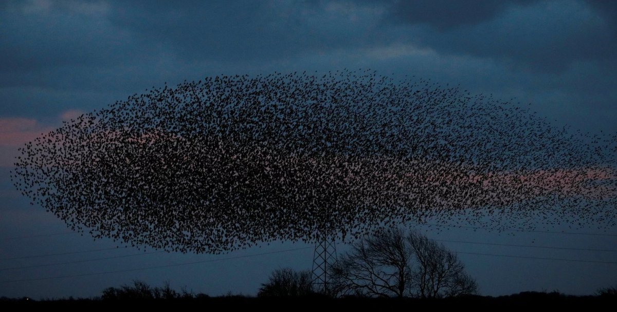 Стаи Скворцов мурмурация птиц