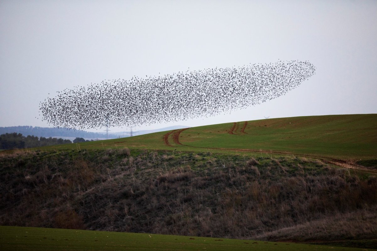 Мурмурация птиц