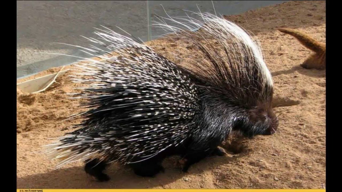 Гребенчатый Дикобраз