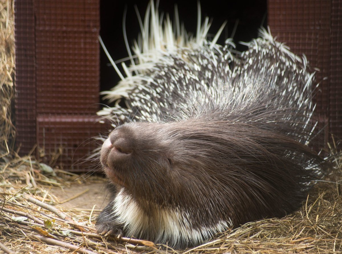 Тонкоиглый Дикобраз