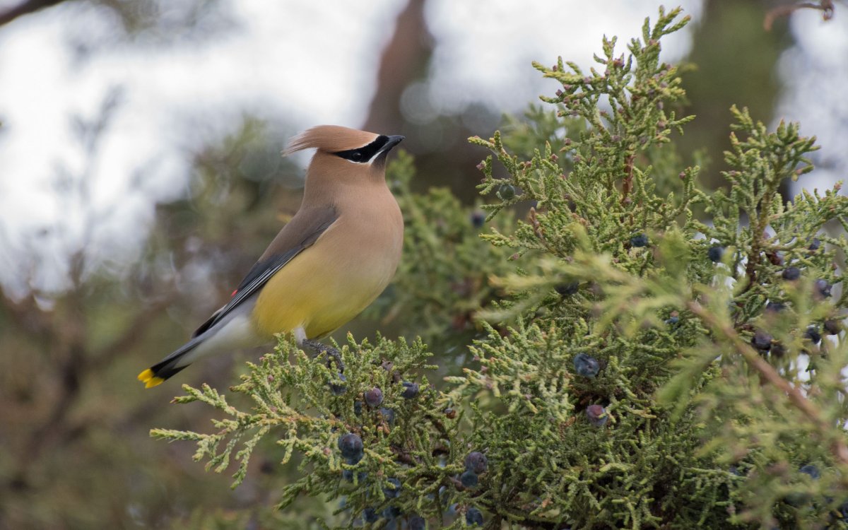 Американский свиристель
