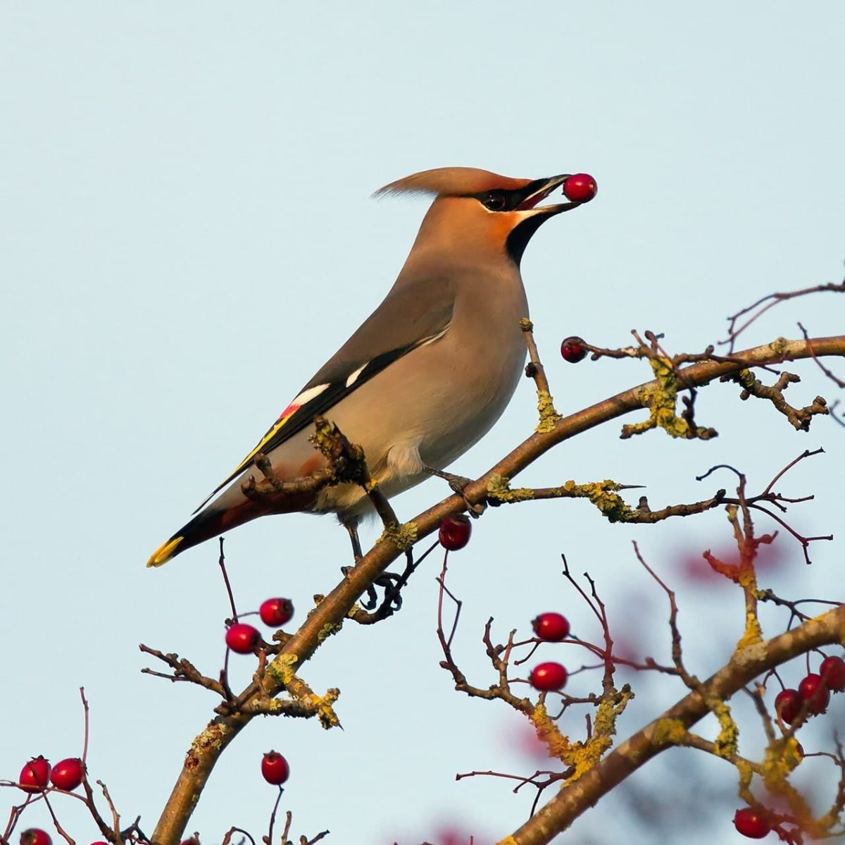 Свиристель (Ampelis garrulus)