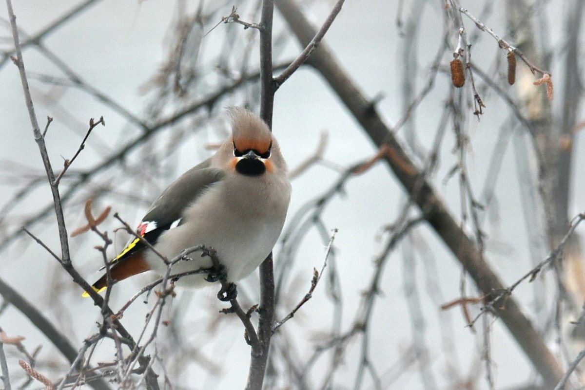 Свиристель в Бурятии