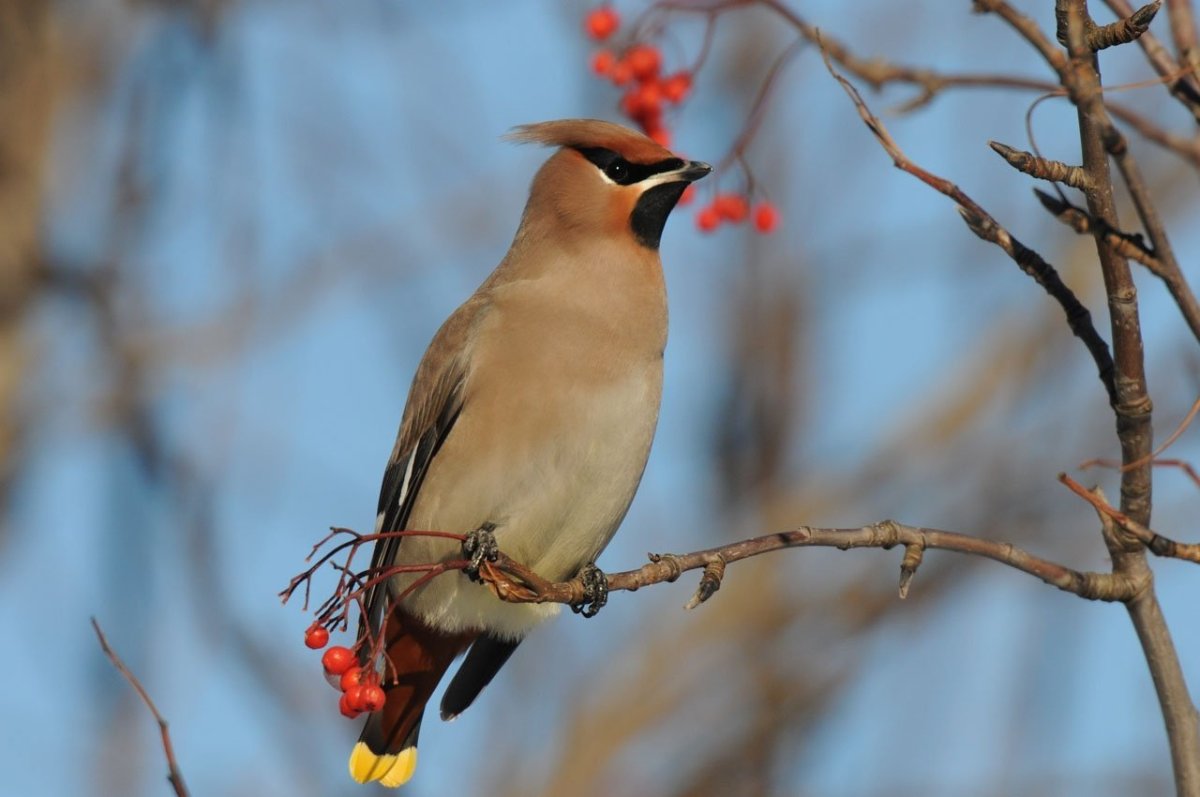 Свиристель обыкновенный (Bombycilla garrulus)