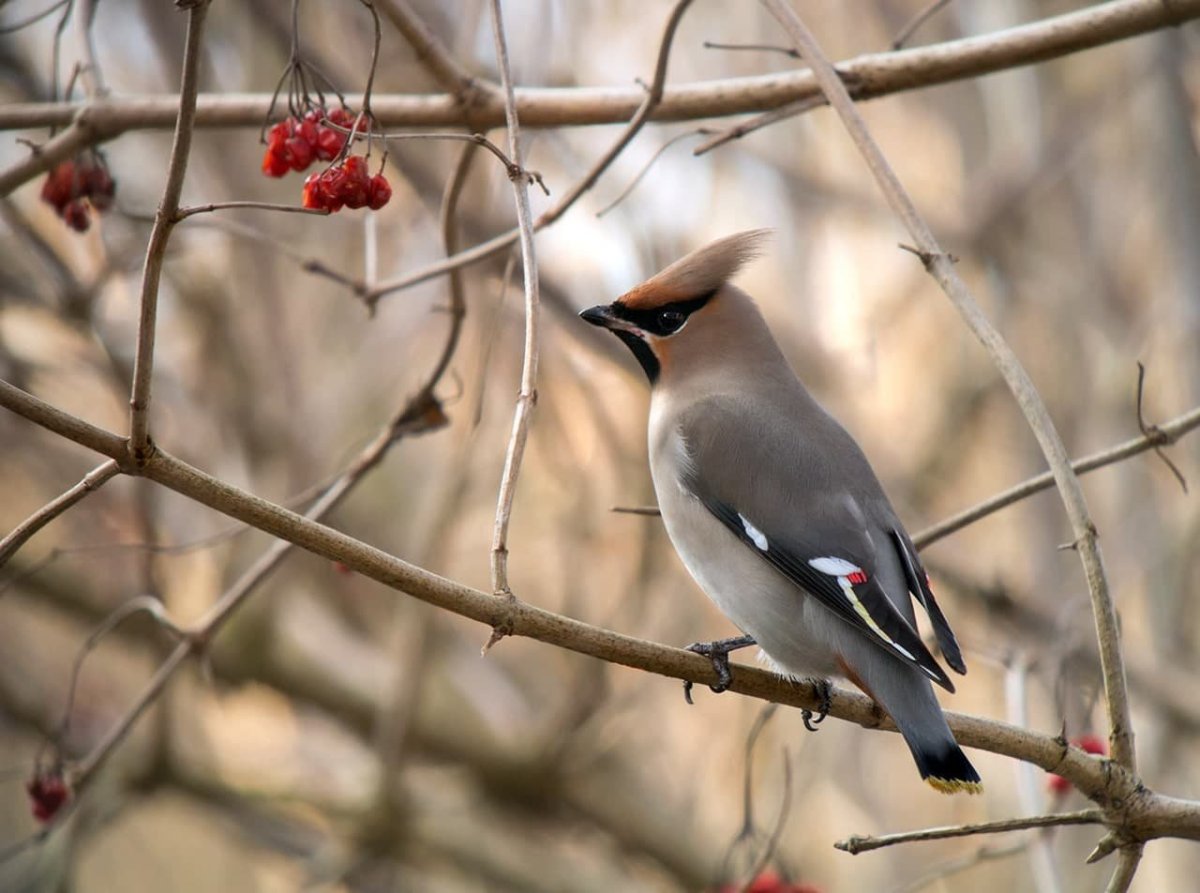 Хохлатая свиристель