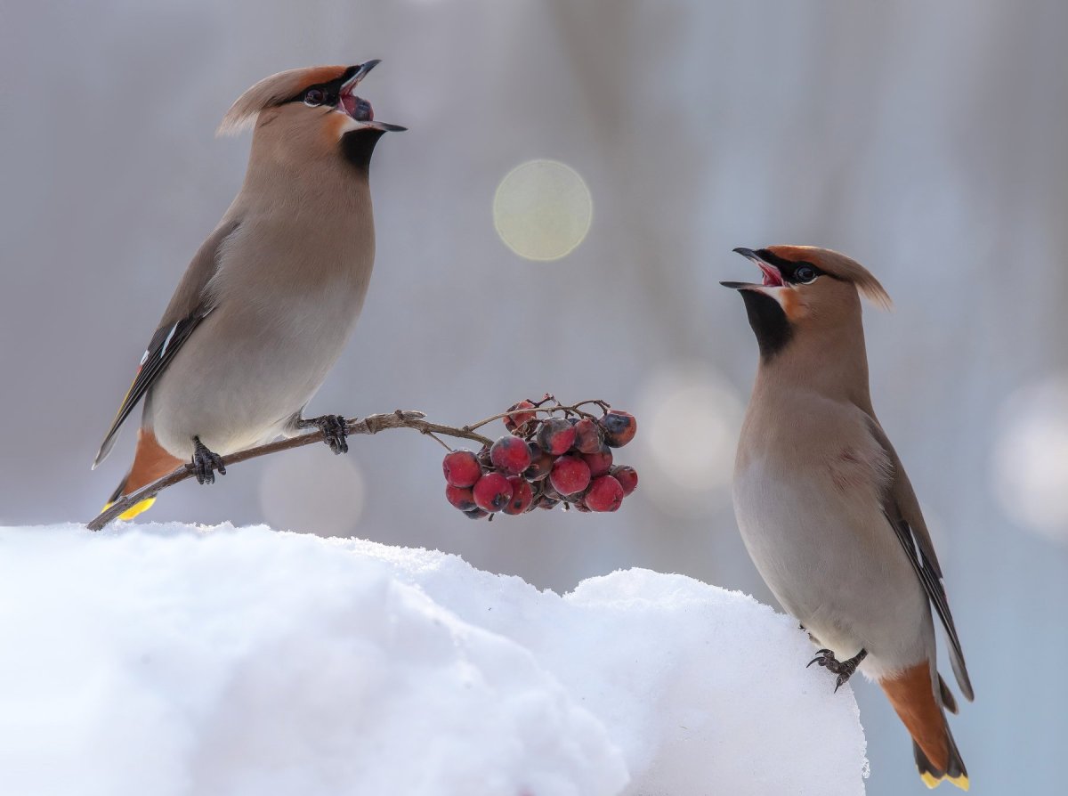 Свиристель зимующая птица
