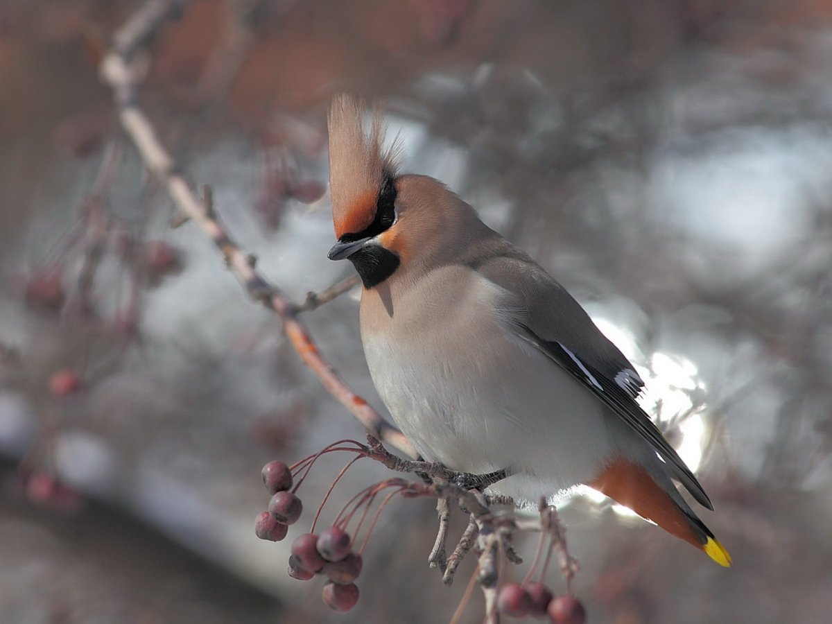 Богемский свиристель