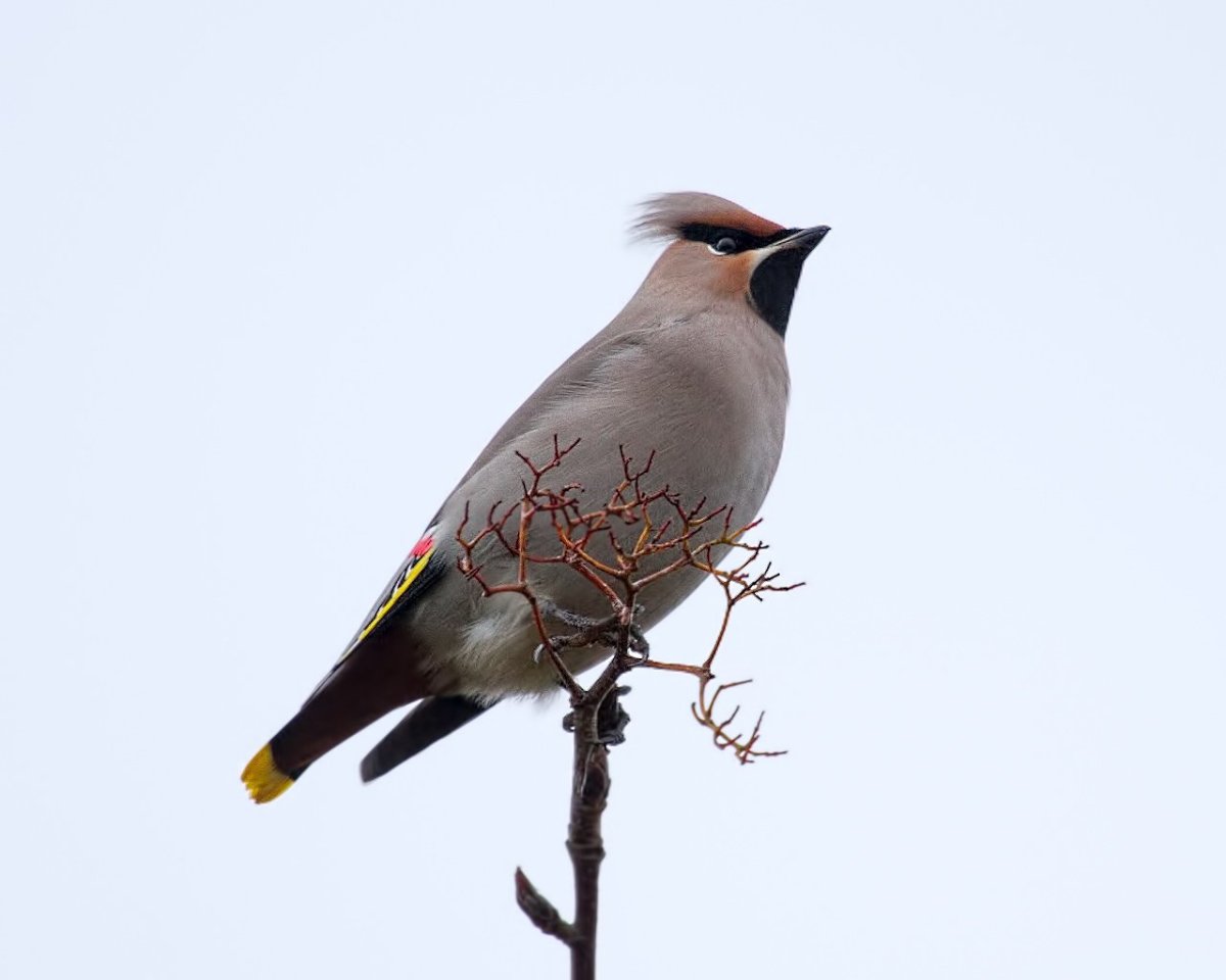 Хохлатая свиристель Питер