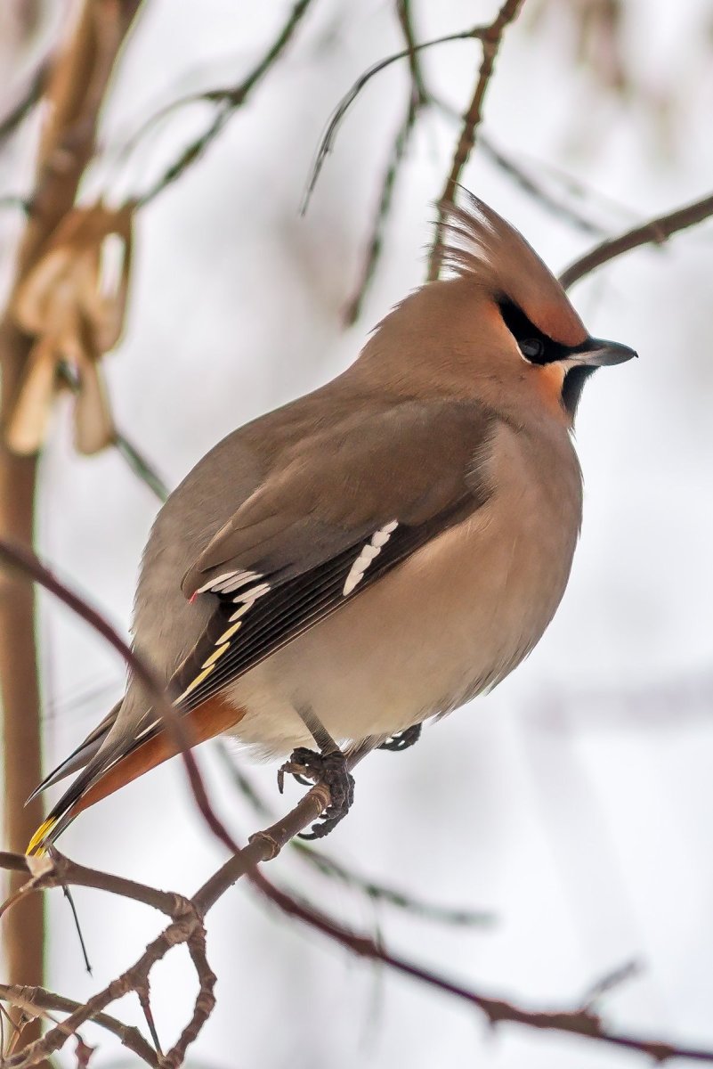 Кедровый свиристель