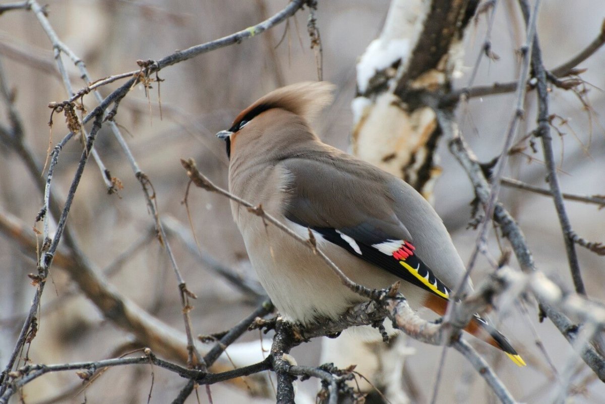 Клест свиристель