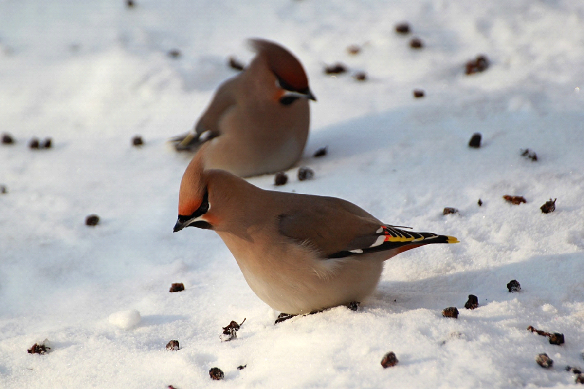 Свиристель зимующая птица зимой
