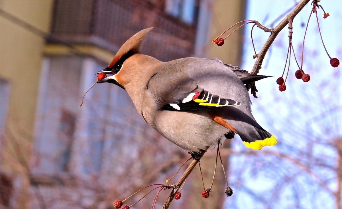 Свиристель птица