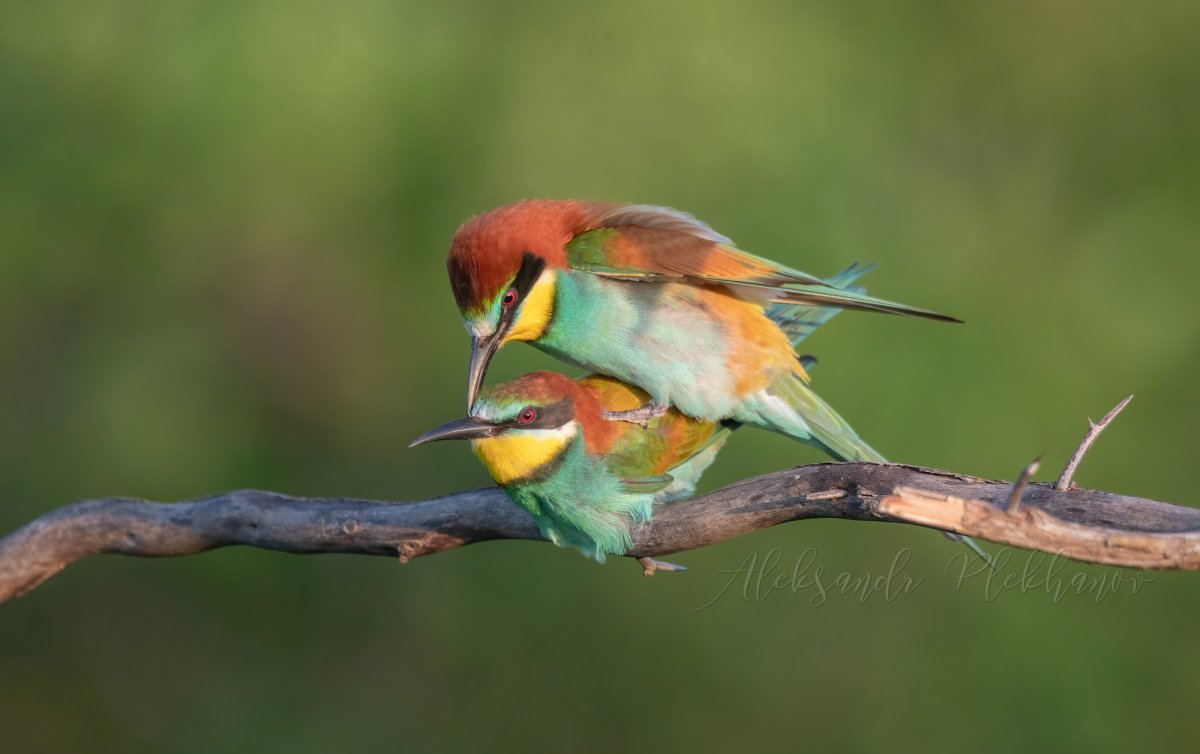 Александр щурок