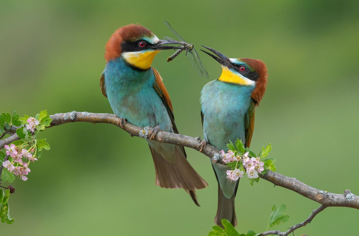 Щурка золотистая каркас