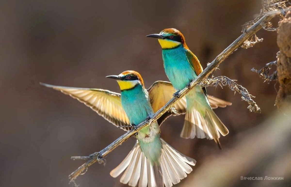 Птицы Каракулино