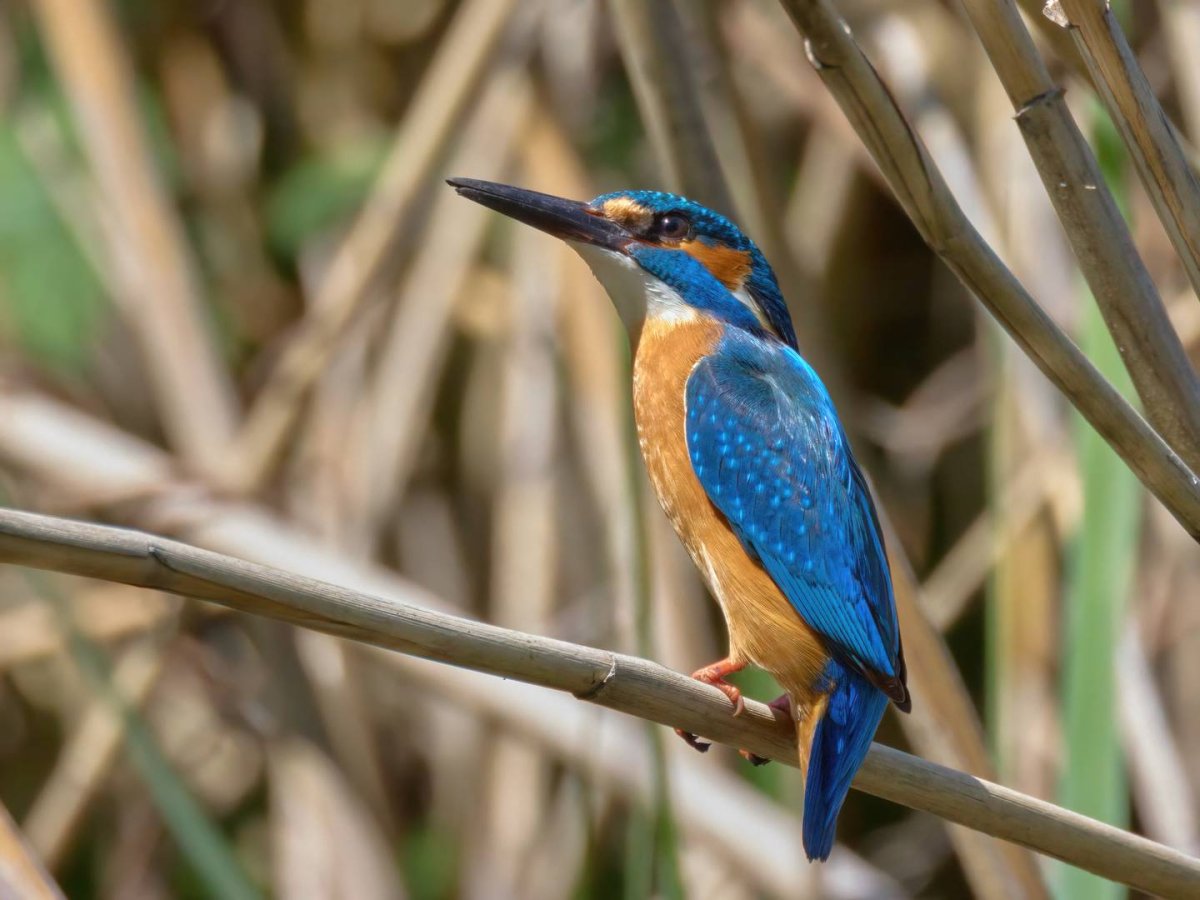 Бирюзовый Зимородок