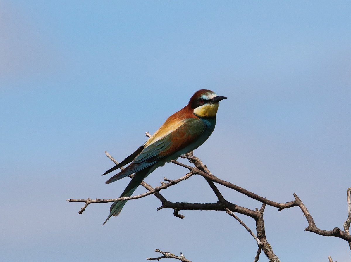 Щурка золотистая в Ростовской области