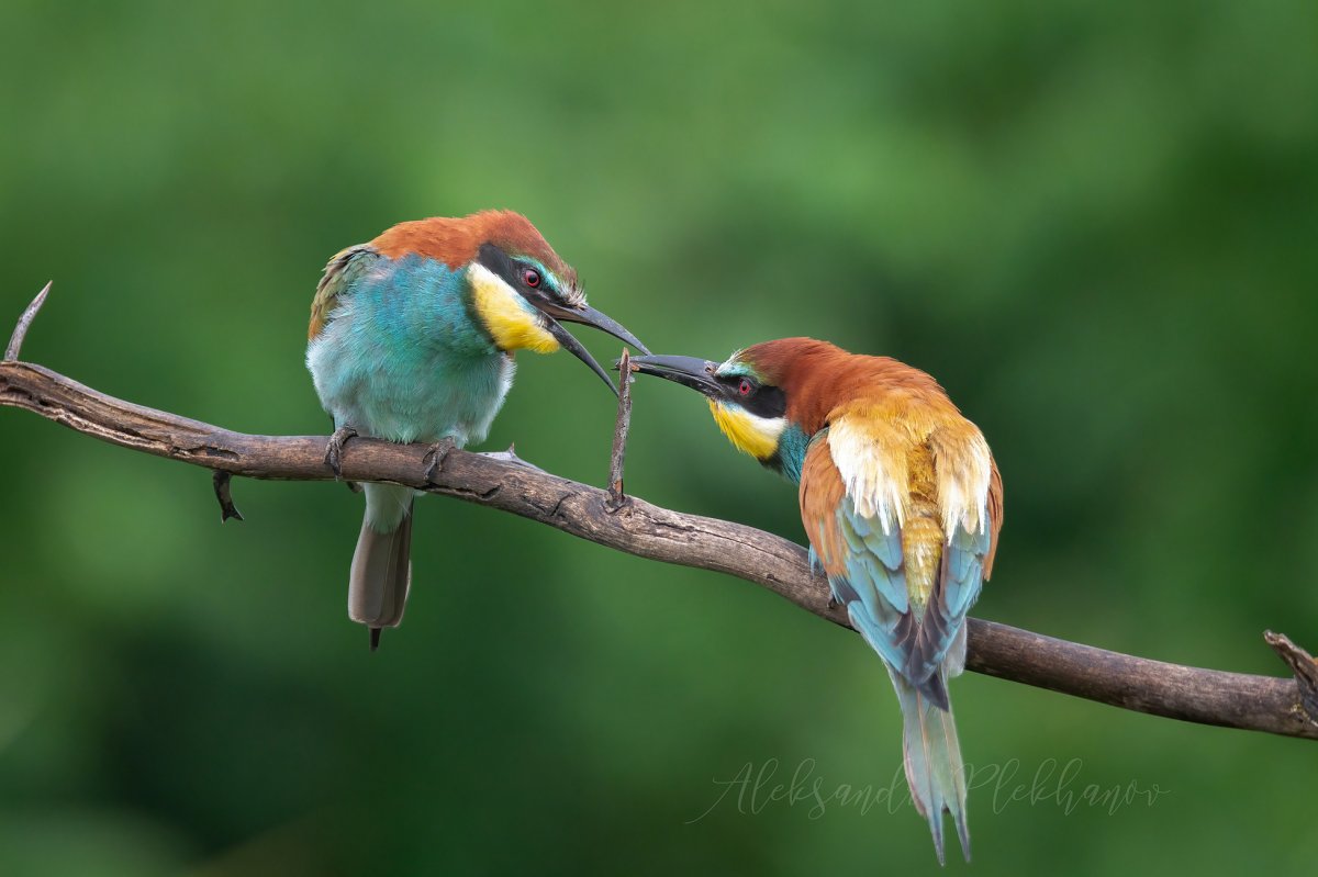 Золотистая щурка самец