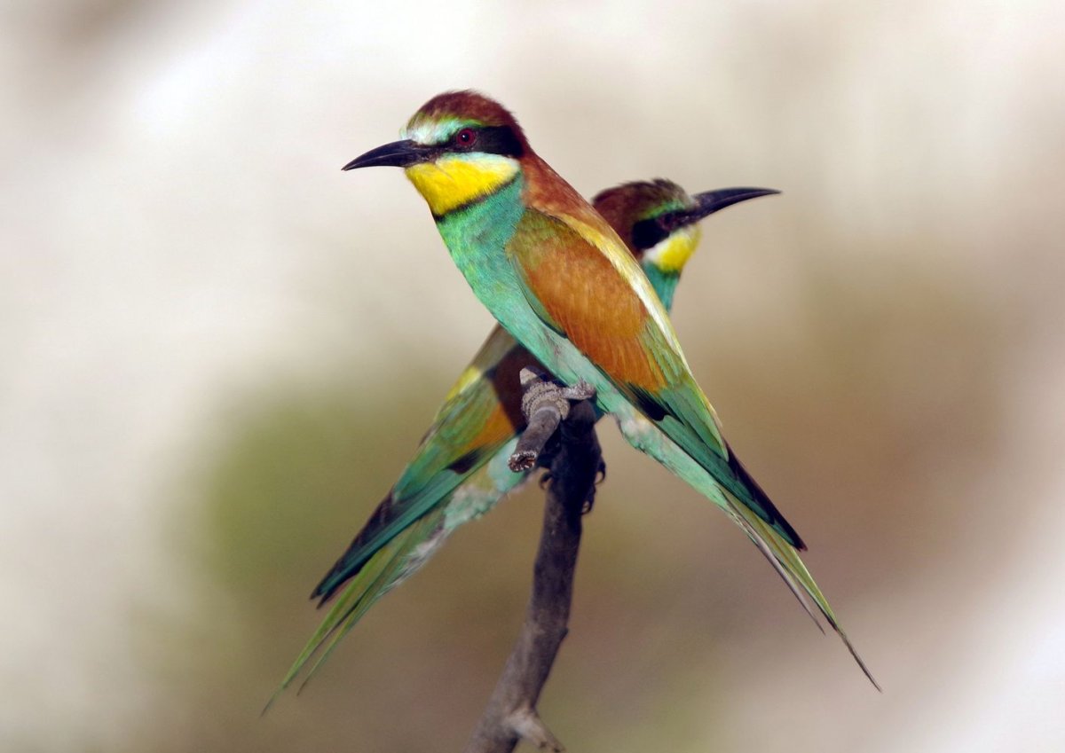 Щурок швырок