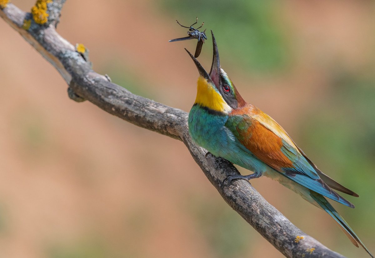 Золотистая щурка клетке