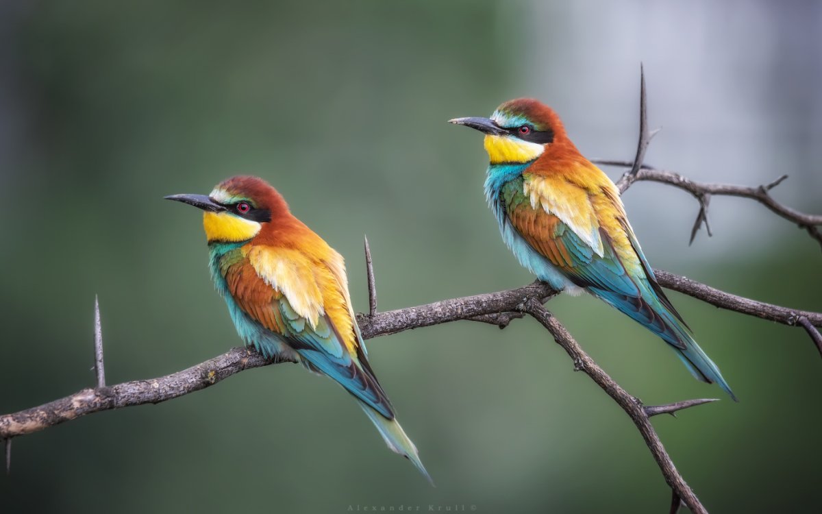 Малайская щурка