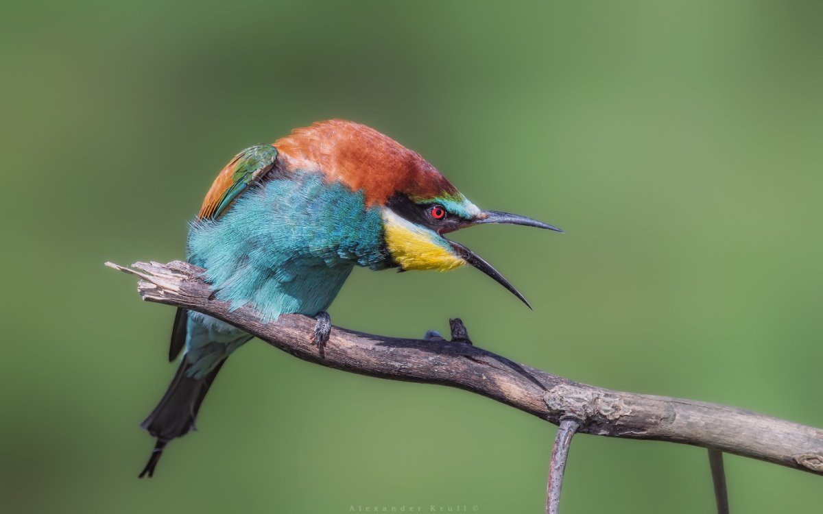 Сородич щурка и зимородка