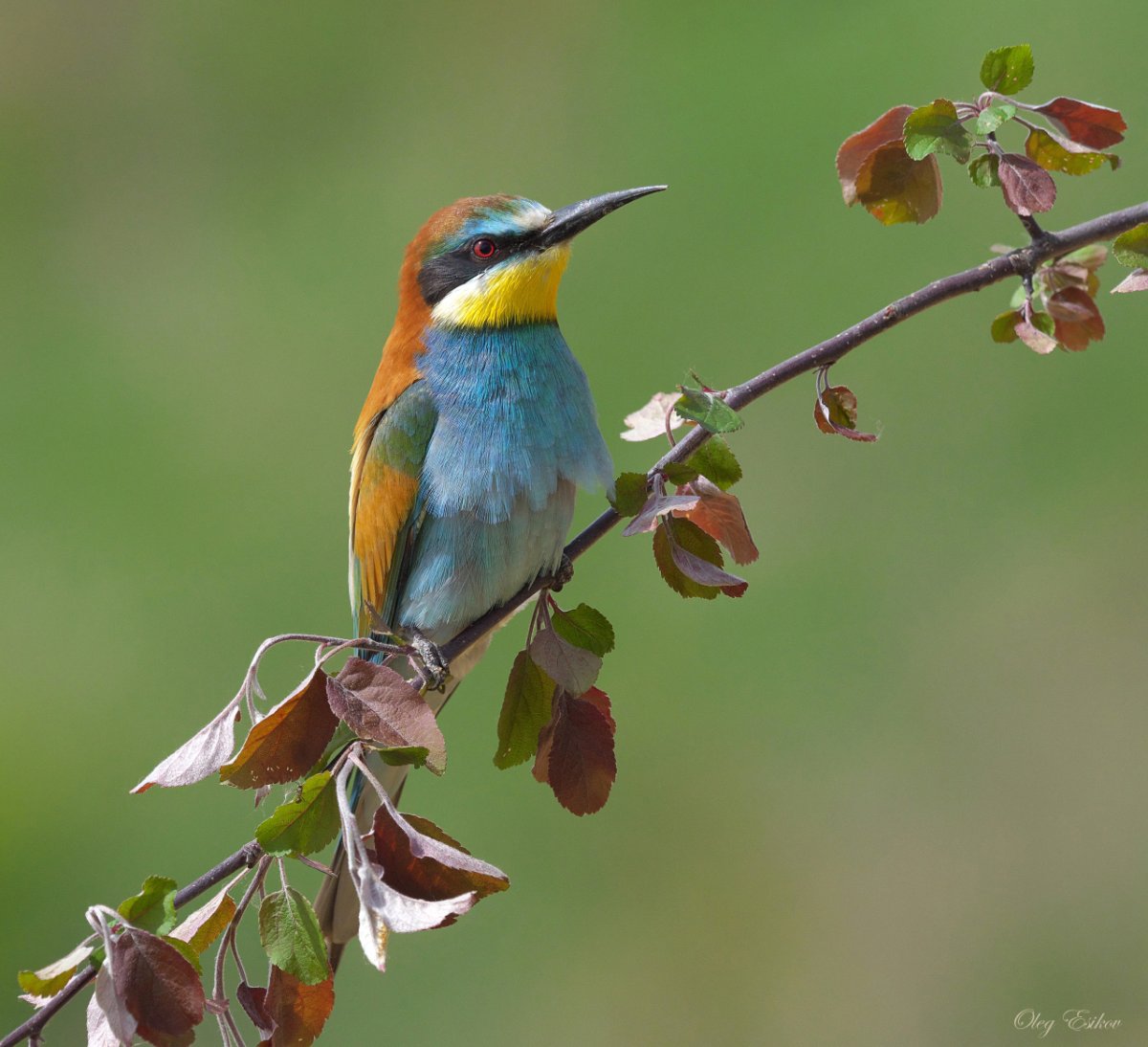 Золотистая щурка ареал