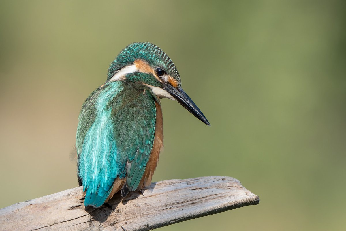 Отряд Ракшеобразные