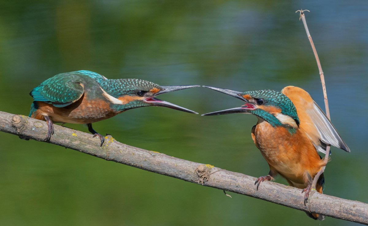 Обыкновенный Зимородок