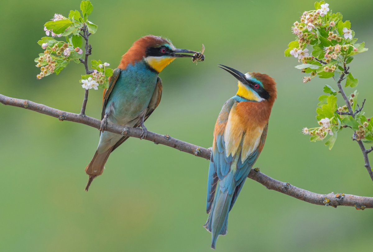 Щурка золотистая каркас