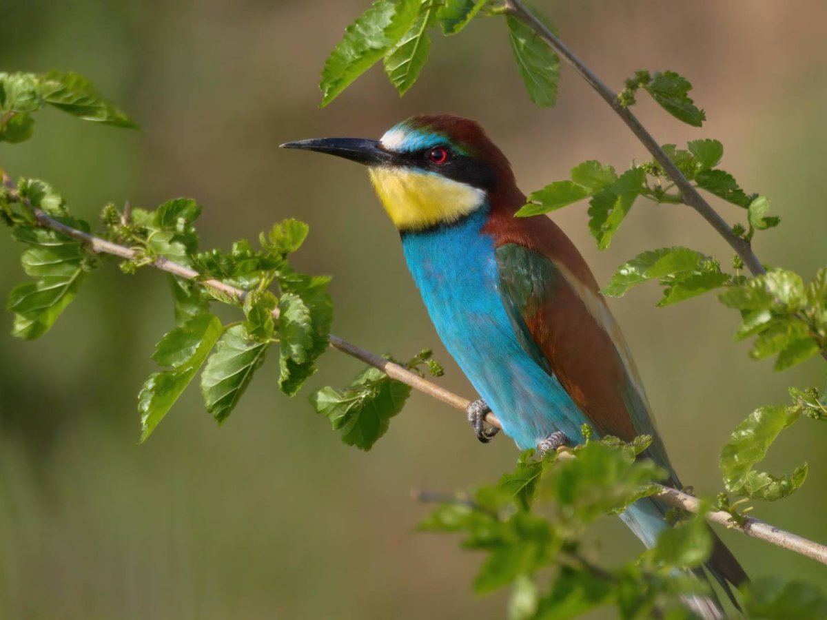 Банки для разгона щурки золотистой