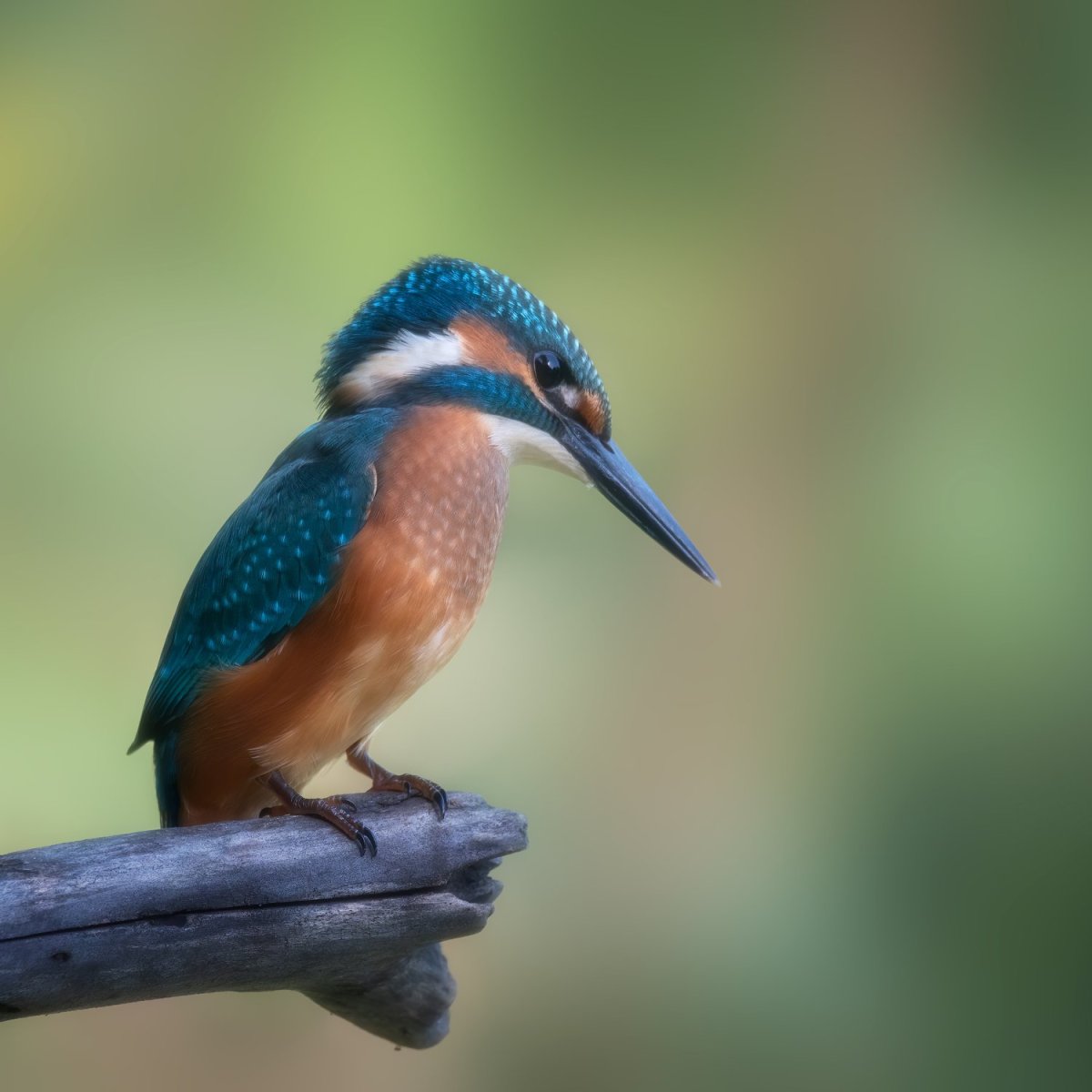 Зимородок Геншин