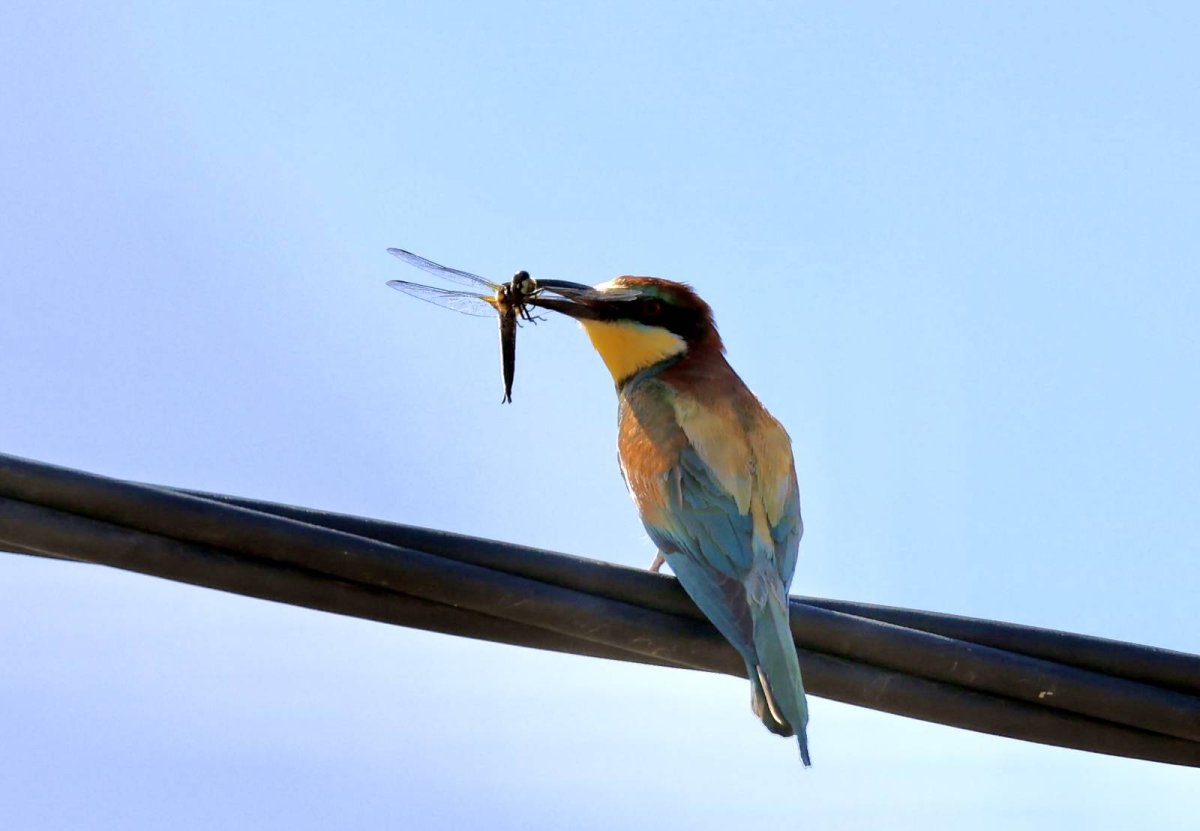 Пчелоед птица