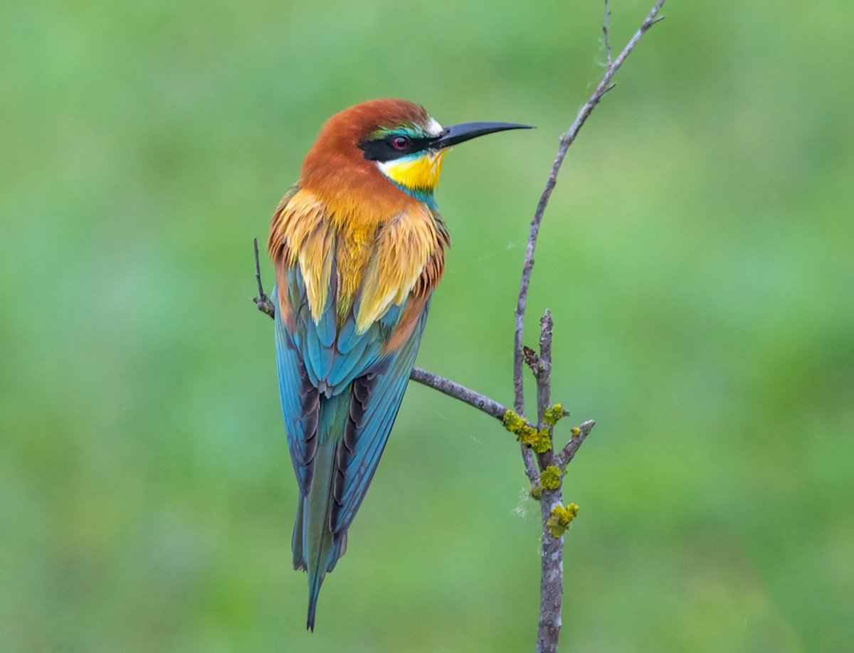 Золотистая щурка