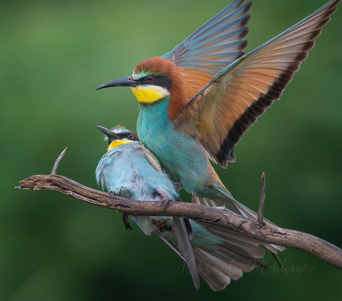 Картинки животных