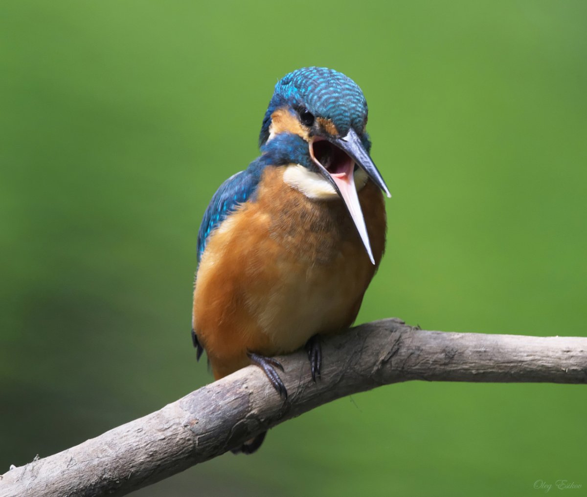 Птица опала