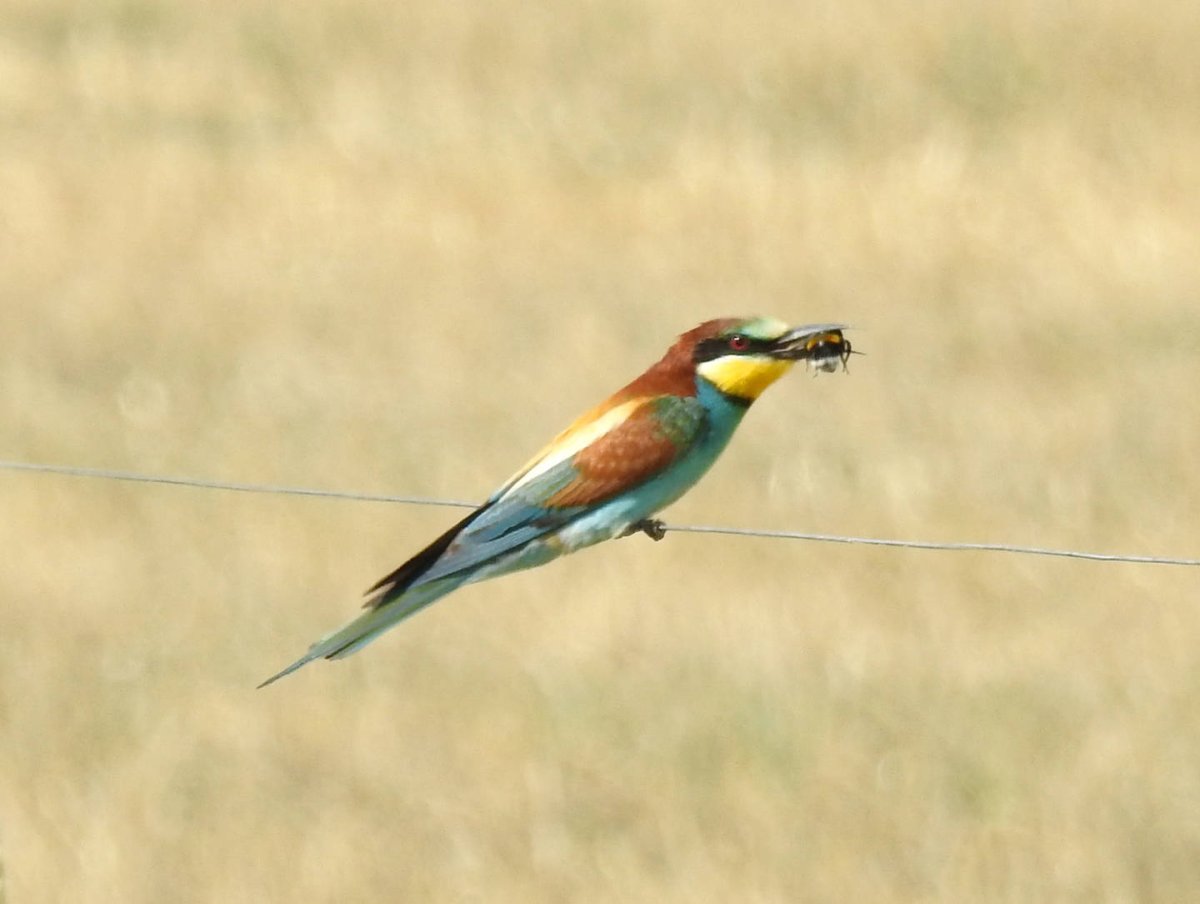 Золотистая щурка в Крыму
