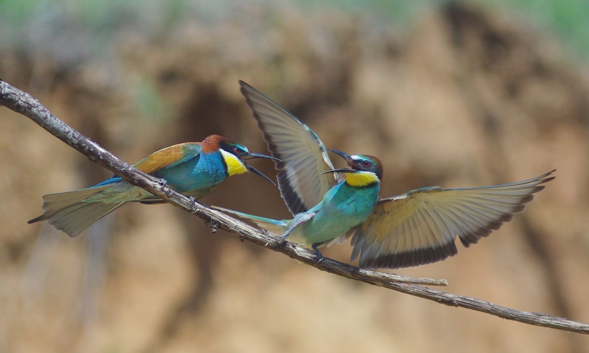Птицы европейской России
