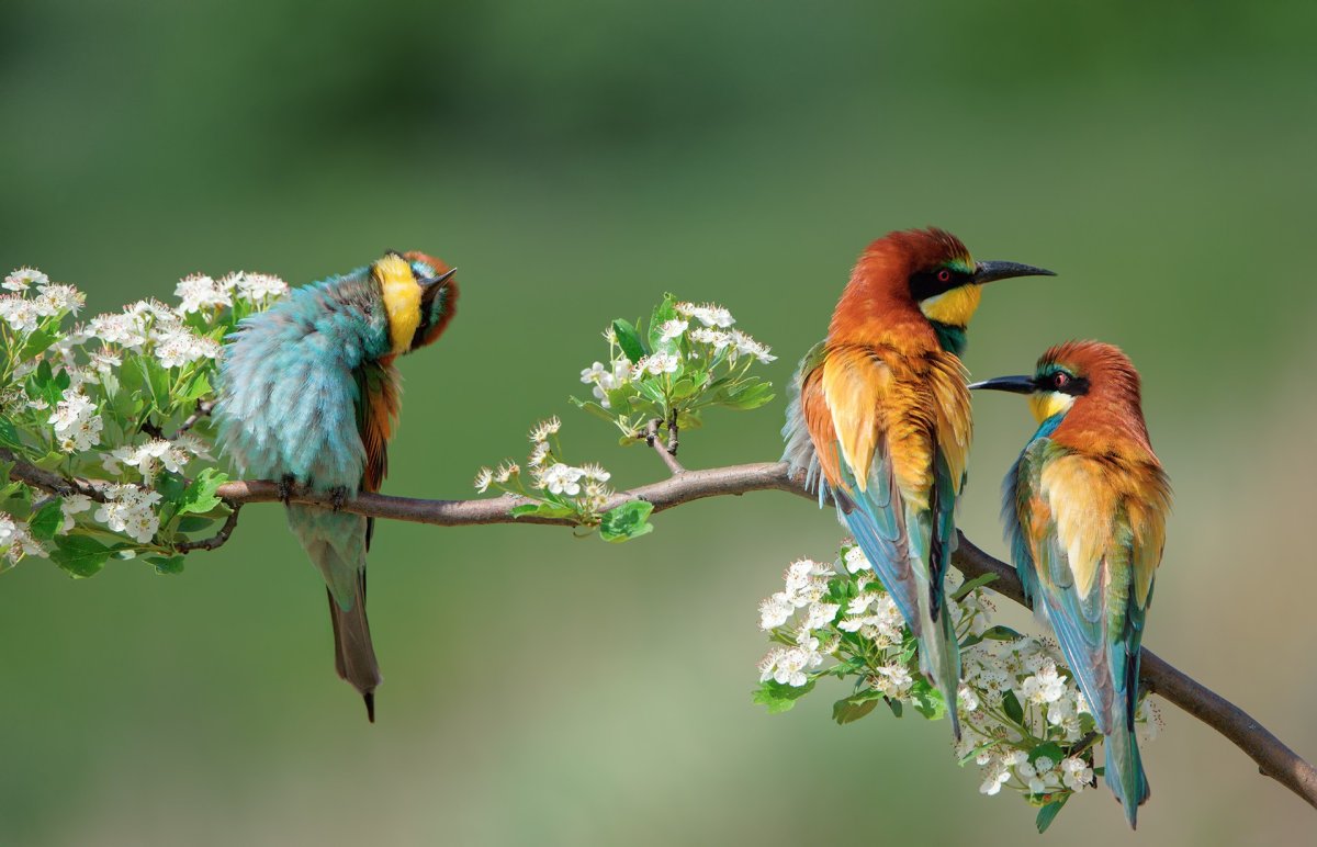 Пташки напели