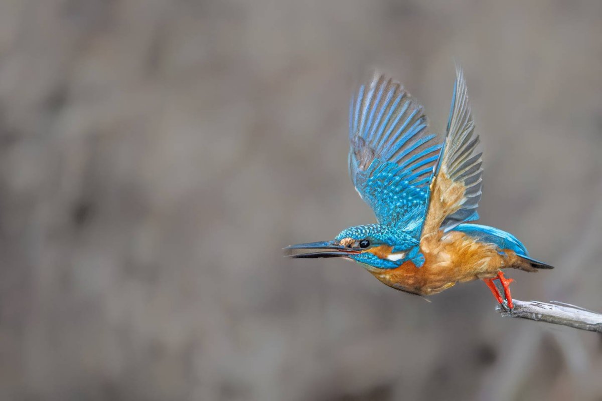 Обыкновенный Зимородок самка