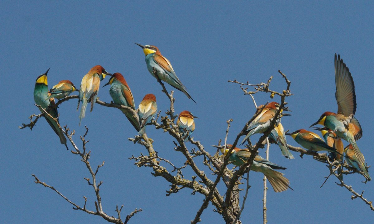 Птичка из евро